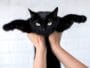 chat tenu bras