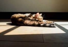 chat couché soleil