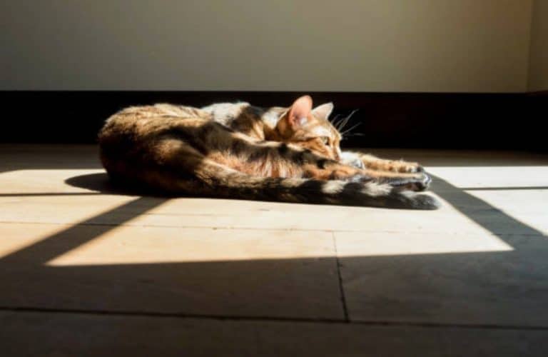 chat couché soleil