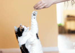 chat attrape friandise
