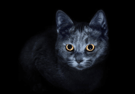 chat nuit