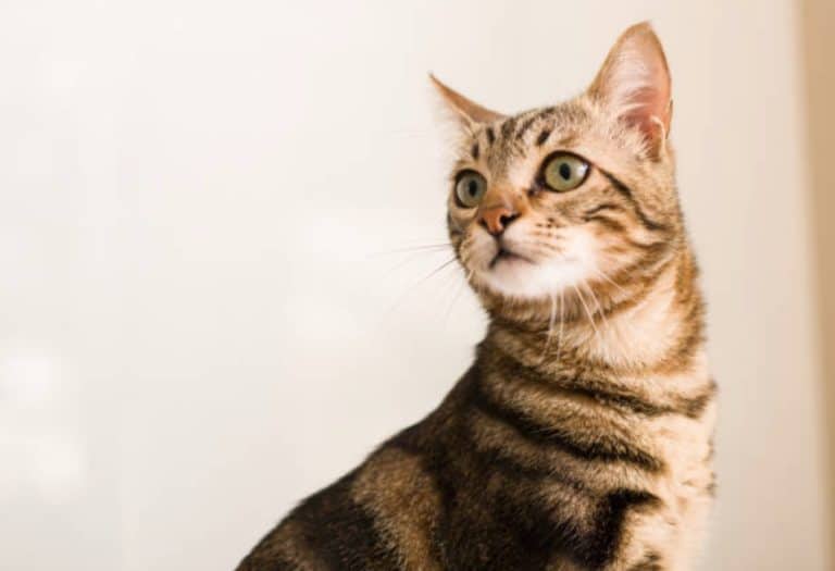chat portrait