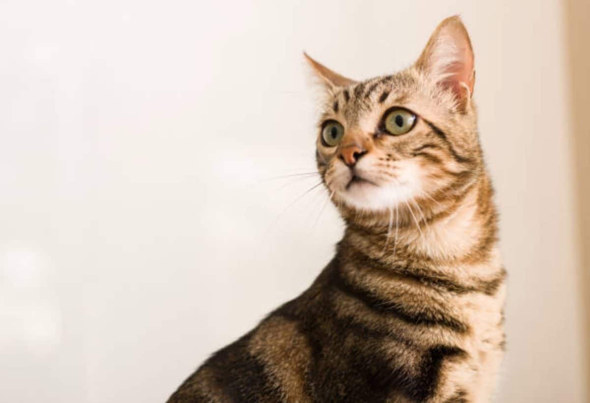 chat portrait