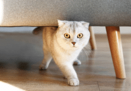 chat marche