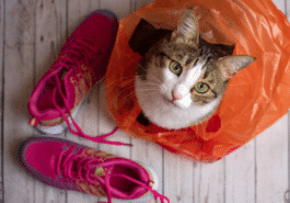 chat sac en plastique