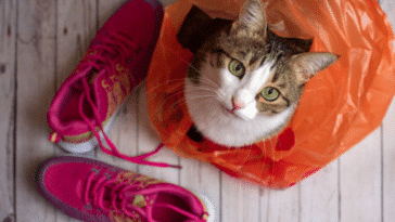 chat sac en plastique