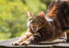 chat