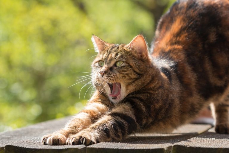 chat