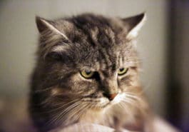 chat