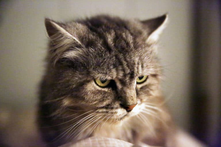 chat