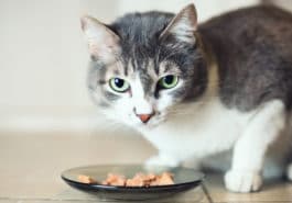 chat mange