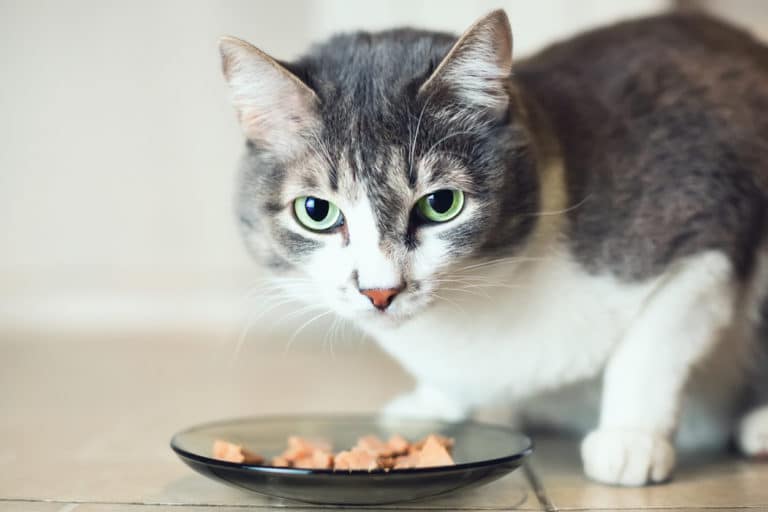 chat mange