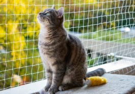 chat balcon