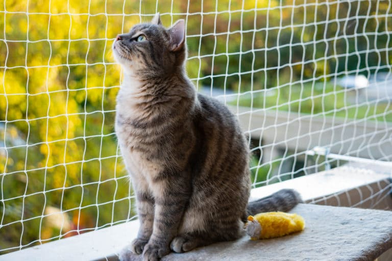 chat balcon