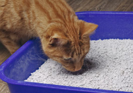 chat litière