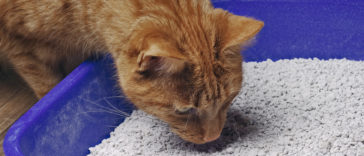chat litière