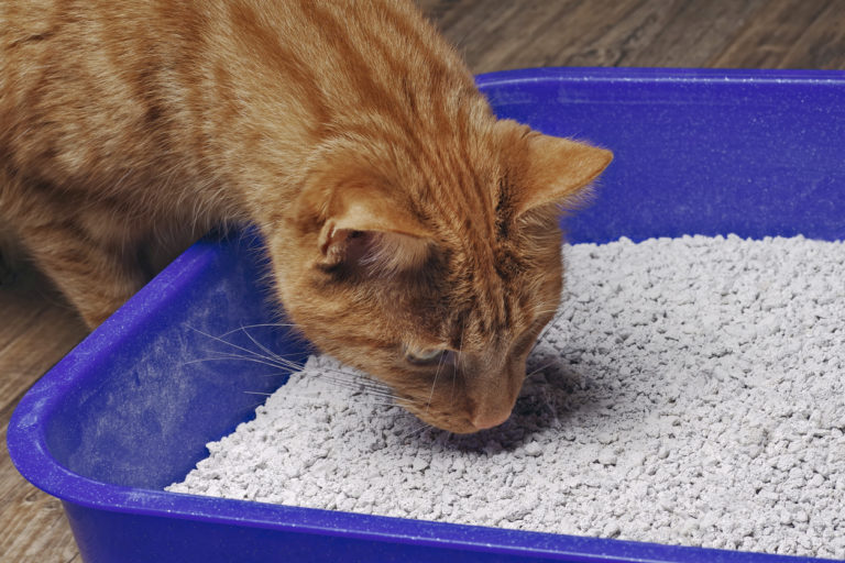 chat litière