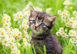 chat printemps