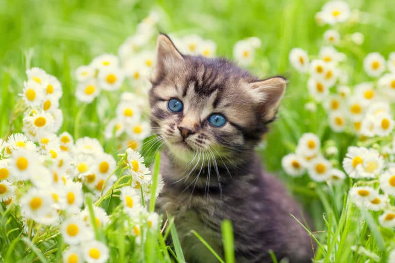 chat printemps