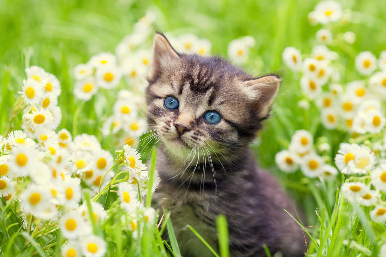 chat printemps