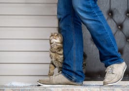 chat traîne dans les jambes