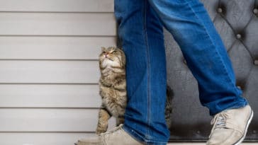 chat traîne dans les jambes