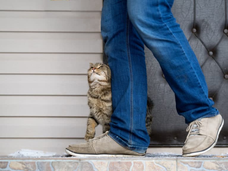 chat traîne dans les jambes