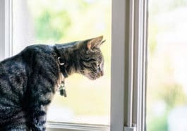 chat fenêtre