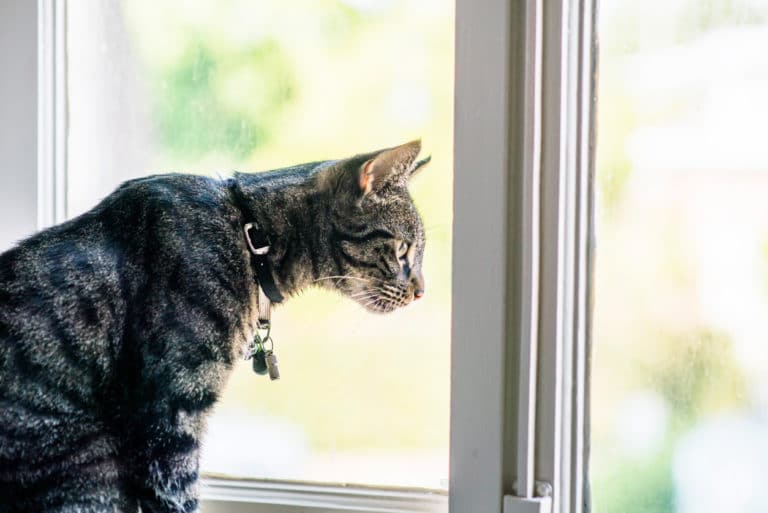 chat fenêtre