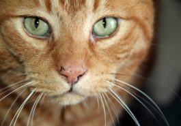 chat roux