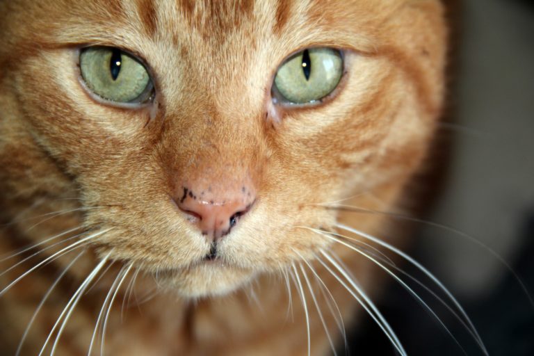 chat roux