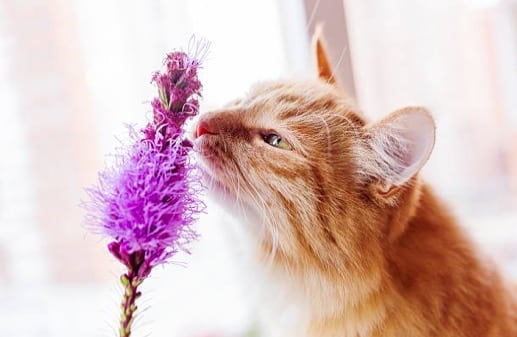 10 Odeurs Que Les Chats Detestent Vraiment