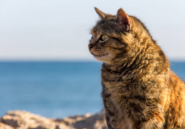 chat mer