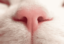 truffe nez chat