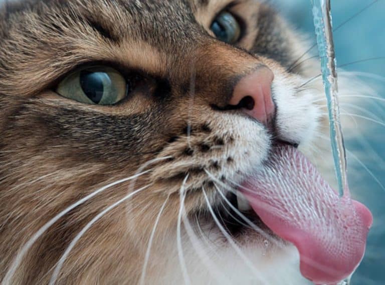 chat boit eau