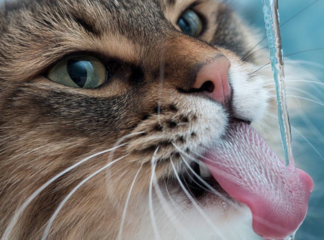 chat boit eau