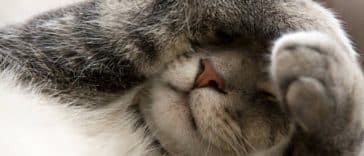 chaton couvre visage