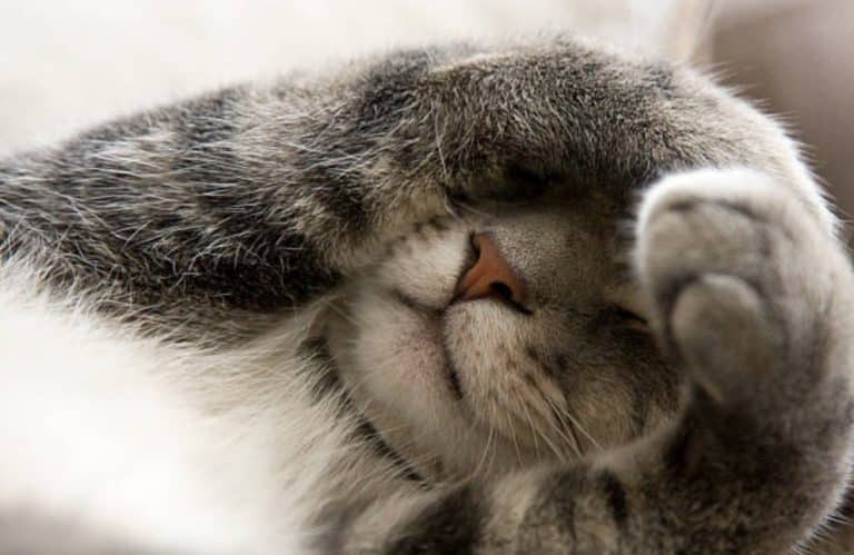 chaton couvre visage