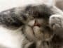 chaton couvre visage