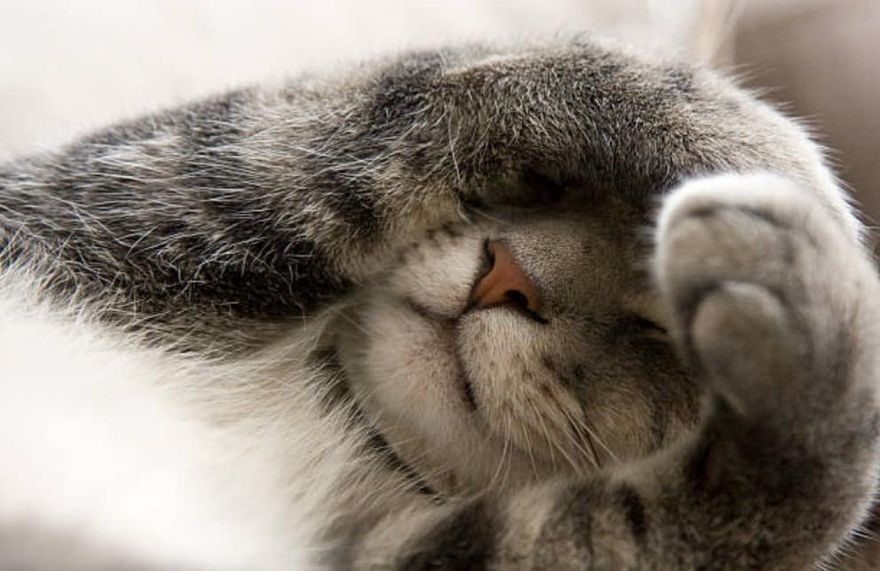 chaton couvre visage