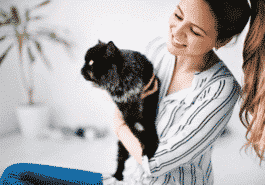 chat câlin