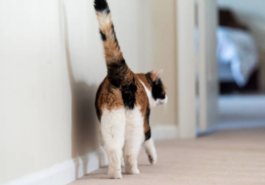 chat fesses