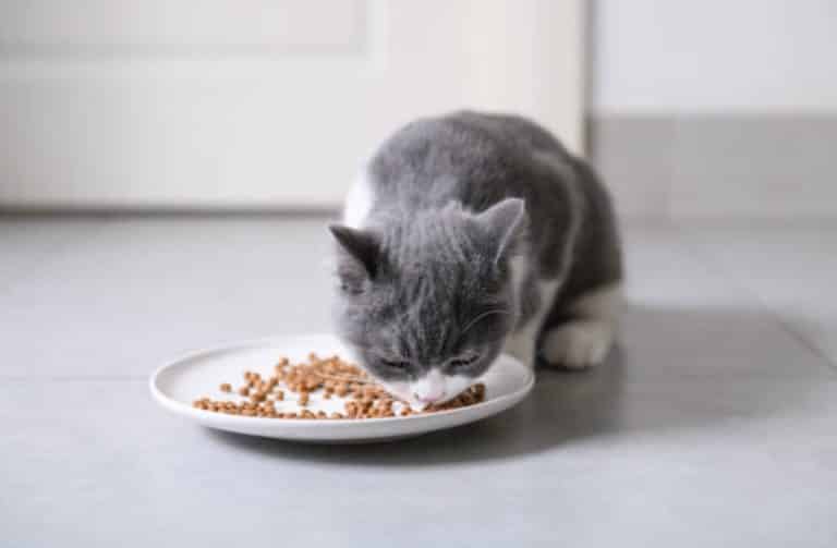 chat mange