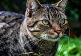 chat sauvage