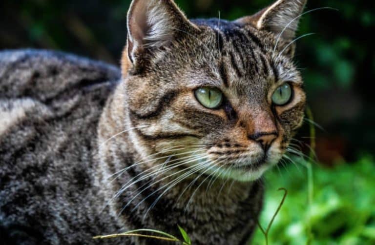 chat sauvage