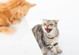 chats bagarre