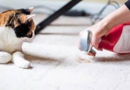 chat produit nettoyant