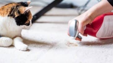 chat produit nettoyant