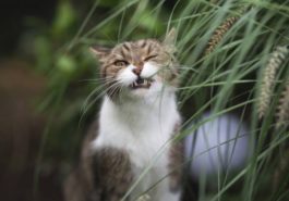 chat mange plante