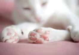 chat pattes